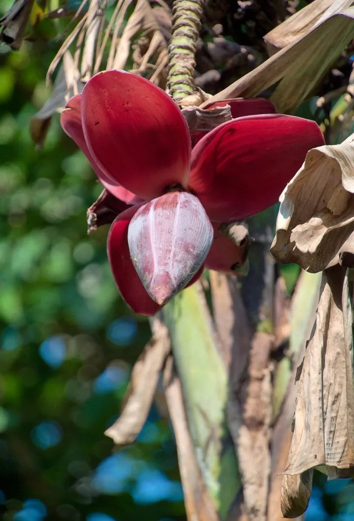 LUMIX G VARIO 14-140/F3.5-5.6 · 135mm · ISO 400 · 1/317s · f/5.7 Red banana flower against green foliage, captured with Caira