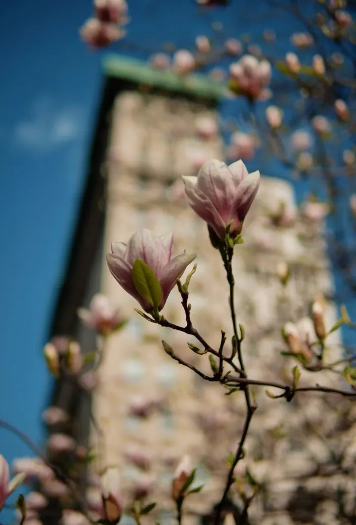 LEICA DG SUMMILUX 25/F1.4 · 25mm · ISO 400 · 1/9425s · f/1.4 Nature photograph in New York, USA, captured with Caira
