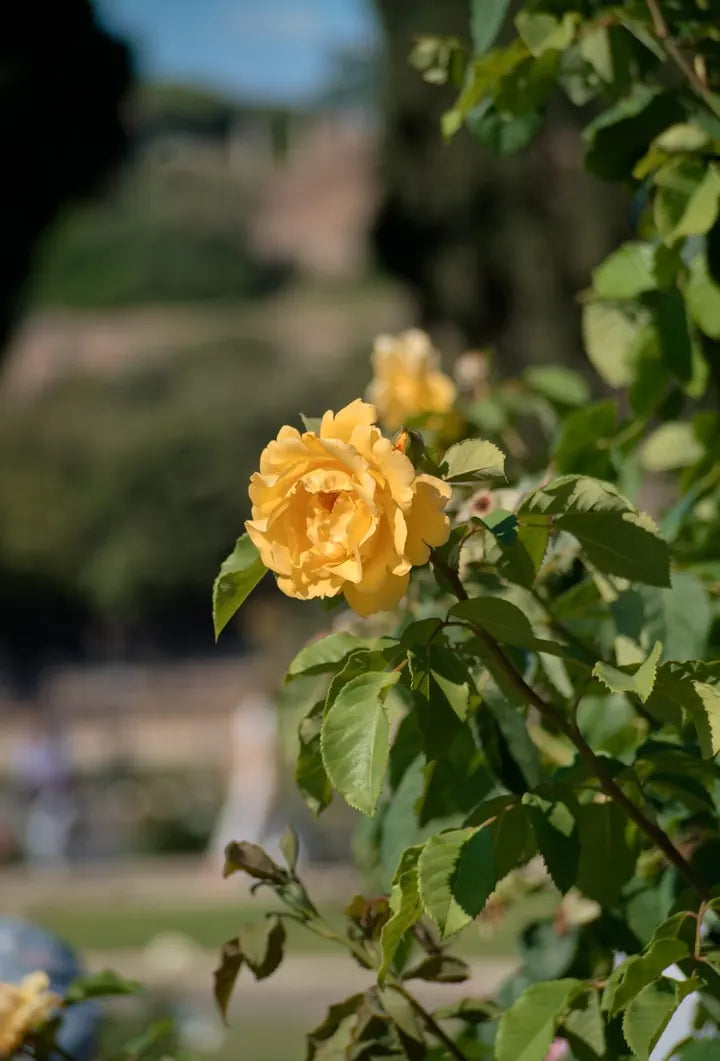 LUMIX G VARIO 45-200/F4.0-5.6 · 91mm · ISO 400 · 1/1287s · f/4.6 Nature photograph in Rome, Italy, captured with Caira