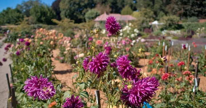 LEICA DG SUMMILUX 15/F1.7 · 15mm · ISO 902 · 1/7680s · f/2 Nature photograph in Redwood City, USA, captured with Caira