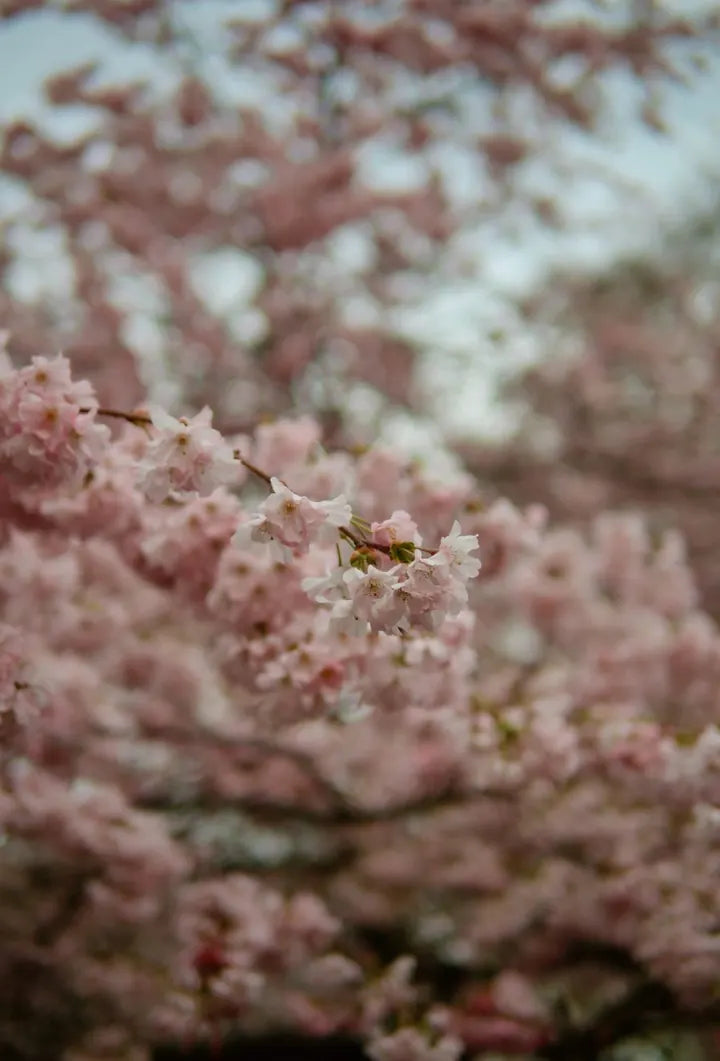 LEICA DG SUMMILUX 25/F1.4 · 25mm · ISO 400 · 1/2712s · f/1.4 Nature photograph in London, UK, captured with Caira
