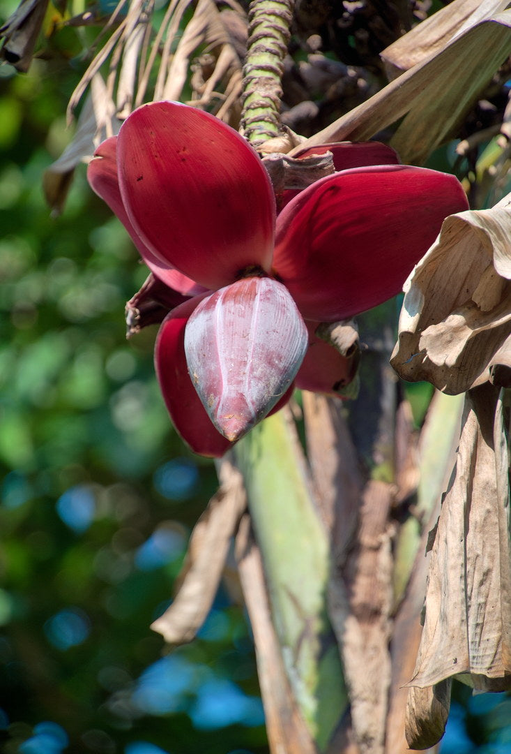Red banana flower against green foliage, captured with Caira