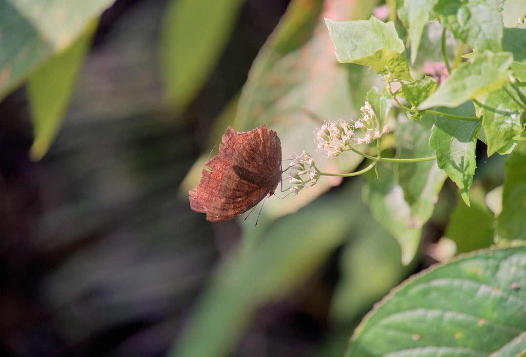 Butterfly resting on a flowering plant, captured with Caira