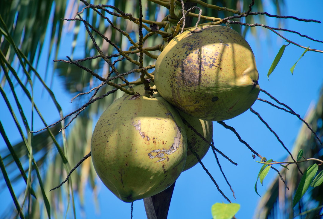Coconuts backlit against deep blue sky, captured with Caira