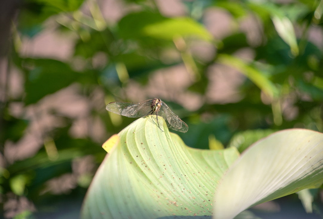 Dragonfly resting on a leaf, captured with Caira
