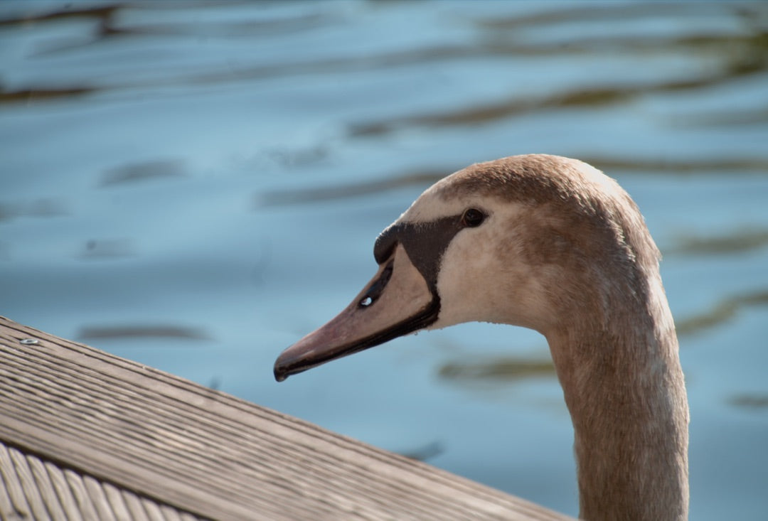 Young swan in profile against rippling blue water — captured with Caira