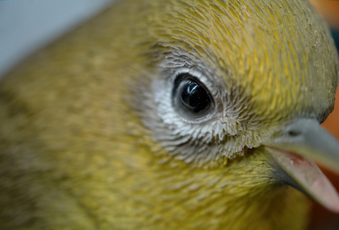 Extreme macro of a yellow bird's eye and feather detail