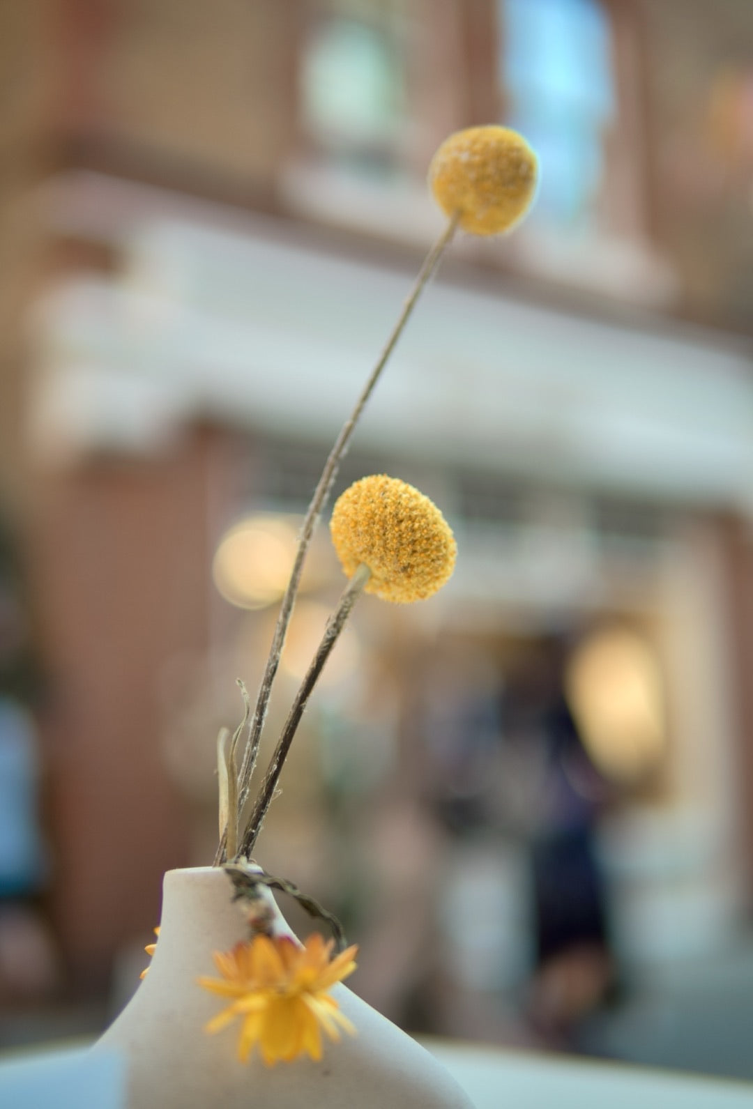 Yellow craspedia stems in a vase against street bokeh, 25mm f/1.4