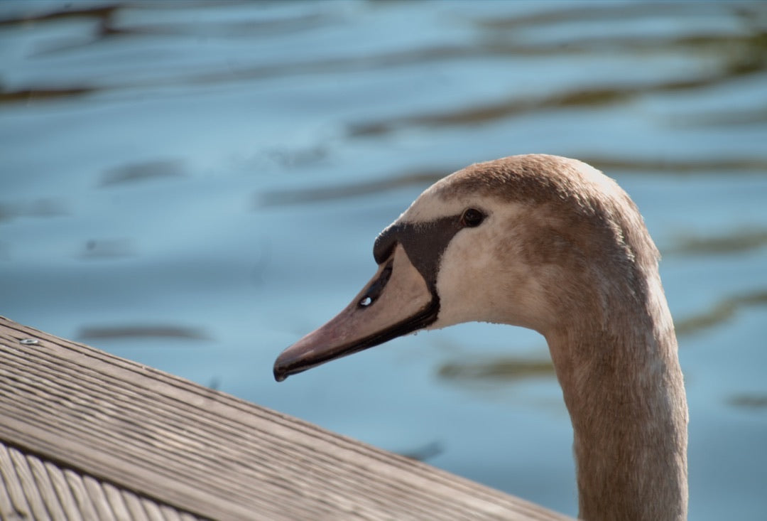 Young swan in profile against rippling blue water